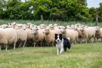 Inside the global market for elite $30 000 sheepdogs