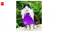 Scientists tracked cats wearing anti-hunting bibs; activity fell 15%, but roaming distances stayed unchanged