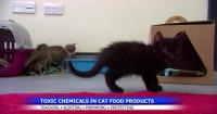 Study finds toxic chemicals in top-selling cat food brands