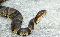 Texas business owner moved to ICU after copperhead bite felt like '10 red wasp [stings] at once'