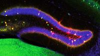Scientists uncover how the brain adds new information to an existing memory