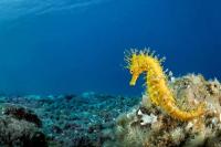 Spain: Seahorses disappear from the coasts of the Balearic Islands due to Mediterranean degradation
