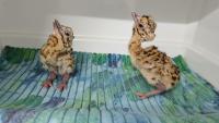 Two captive-bred great Indian bustards released in Rajasthan national park