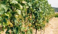 Warning over disease threatening Croatian vineyards