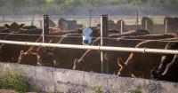 New study finds veterinary drug residues across Argentinian beef feedlots