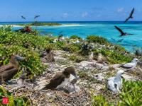 After invasive rodents were cleared from Surprise Island in 2005, three monitored seabird populations grew two to tenfold in the years that followed