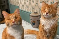 Scientists Find First-Ever Cases of Feline Marfan Syndrome in Cat Siblings Gary and Shaggy. Here’s What That Means