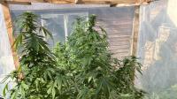'Project' found in 'homemade greenhouse' had nothing to do with gardening