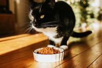 Heavy Metals and Toxic Chemicals Found in Most Cat Foods, Investigation Finds