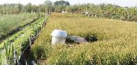 Dutch test crops to save peatlands