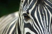 World Animal Day 2026: FOUR PAWS urges South Africans to ‘see the world through their eyes’