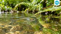 In 1905, Hawaii released a tiny fish to fight mosquitoes; it ended up threatening the native damselflies