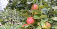 Montana AG Network: Northwest Montana apple season in full swing