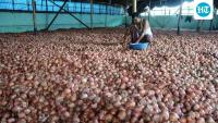 Nashik onion wholesale prices fall to  ₹46/kg from  ₹55, retail rates stay high