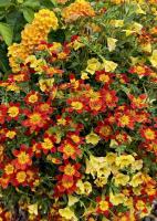 ON GARDENING: Campfires heat up mixed containers