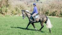 The amateur horse market: H&H investigates prices, demand and whether there is shortage in supply