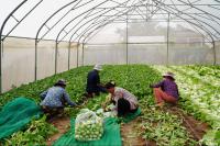 Cambodia Provided $170 Million for Agriculture Financing over Three Years