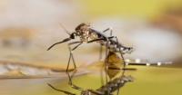 Ancient Mosquito Virus Plagues Western Florida
