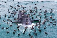 Scientists investigate cause of rising baby whale deaths