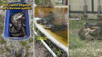 Florida biologist throws 15-foot invasive Burmese python into alligator enclosure