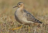 NATURE: Westerly winds bring another rare American migrant