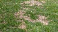 Gardeners warned against 'quick fix' lawn repair method as expert says it's 'terrible'