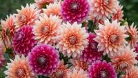 Gardening Tips: Calendula to Marigold, 5 Flower Seeds to Sow in October