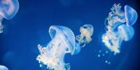 Jellyfish may help with plastic pollution, UGA researchers say