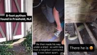 X-rays show 8-foot python found in New Jersey backyard swallowed a large possum