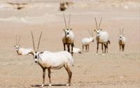 Qatar sets goal to protect 30% of land and waters by 2030, says MoECC