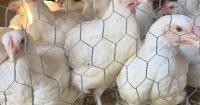 Chickens left to die in NYC now safe at local sanctuary