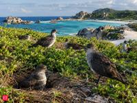 On rat-free D’Arros Island, scientists counted 2,768 wedge-tailed shearwater pairs in 2016, nearly 10 times the 2009 estimate