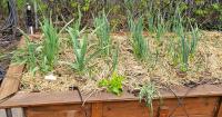 Yakima County Master Gardeners: Now is the time to plan and plant garlic for next year’s harvest