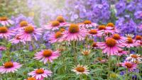 Forgetful Gardeners Will Love These 11 Flowers That Thrive on Neglect