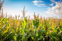 Farmers Benefiting From High Maize Production In North Telangana