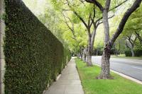 Florida HOA attempts to make residents pay for dead tree removal in common area