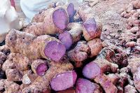 UA&P: Ube sector must improve planting materials, productivity