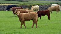 Wildlife key to solving Northern Ireland's bovine TB crisis