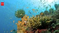 Florida researchers shaded corals during the 2024 heatwave; two Caribbean species regained colour while unshaded corals kept paling