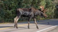Enormous moose gets slammed to the pavement in viral video of a street brawl in Colorado