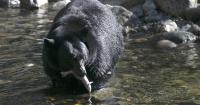 Young Bear Injures Two Outside Home Near Salmon, Idaho