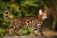 Montana Bengal cat disappears for nearly a year, then a vet scan uncovers a $3,500 resale