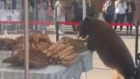 Moment massive bear strolls through farmer’s market before clambering on stall and devouring baked goods