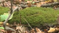 Moment in Wisconsin: Schoen Laufen Park
