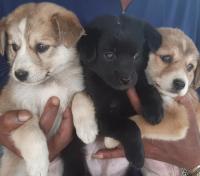 Nepal worships animals but still has no law to protect them
