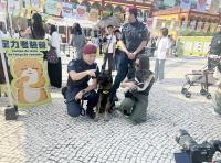 Over 500 stray animals find new homes in Macau last year: IAM