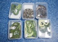 Man tries to smuggle 17 lizards & snakes, incl 2 venomous ones, from Macau to mainland