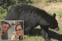 Bear is euthanized after injuring 2 Idaho residents