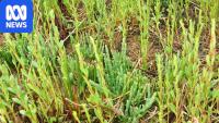 Farmer fined $60k for clearing native vegetation north of Adelaide