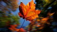 Fall color is beginning to emerge across Northeast and Northcentral Pennsylvania